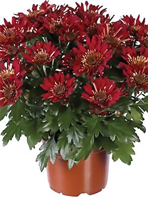 Хризантема кімнатні Embera Red (3 шт) - 1
