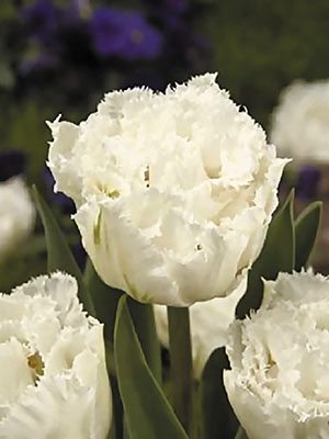 Тюльпаны Махровые бахромчатые Snow Chrystal 11/12 (3 шт) - 1