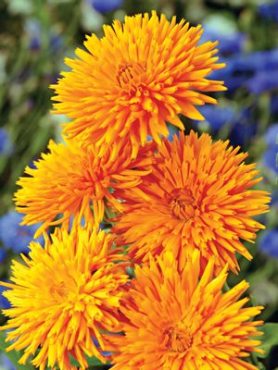 Календула лікарська Orange Porcupine, помаранчева (30 шт)