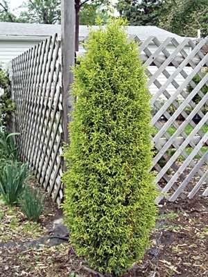 Ялівець звичайний Gold Cone (1 шт)