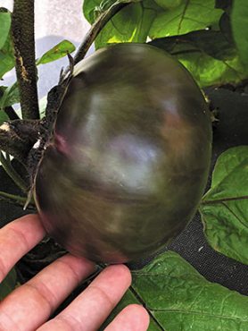 Баклажан Лаура (0,1 г)