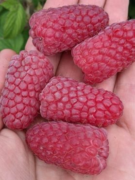 Малина Пшехиба (1 шт)
