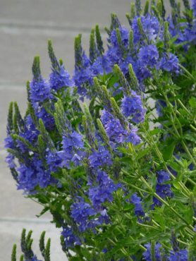 Вероника широколистная Royal Blue (1 шт)