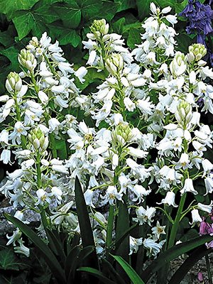 Дзвіночок проліска (іспанська) Alba Maxima 78 (5 шт) - 1