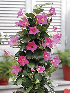 Дипладения Bloom Bells Pink (1 шт) осень
