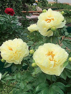Півонія молочноквіткова Lemon Chiffon (1 шт) - 1