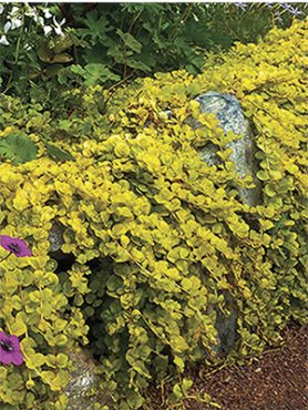 Вербейник монетчатый Creeping Jenny Yellow 