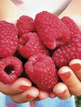 Малина Каскад делайт (1 шт)