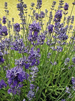 Лавaнда узколистная (лекарственная) Hidcote Blue (1 шт) - 1