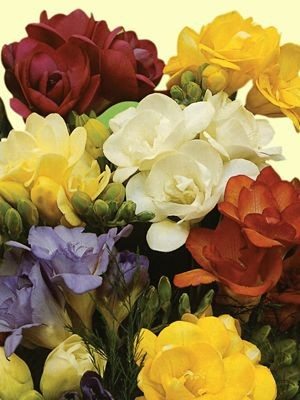 Фрезія гібридна махрова суміш (50 шт) - 1