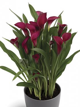 Калла Callafornia Red 14/16 (1 шт)