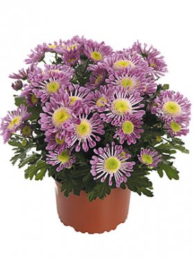 Хризантема горщикова Santosa Pink (9 шт)