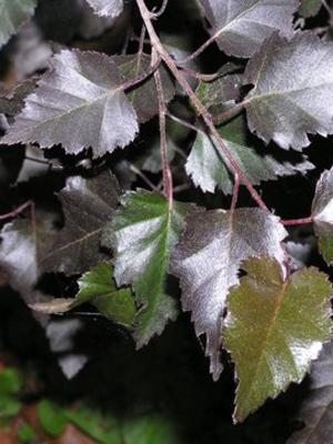 Береза повислая Purpurea (1 шт) - 1