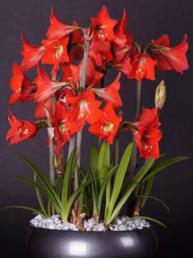 Гиппеаструм гибридный Happy Garden 14/16 (1 шт)