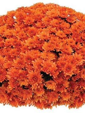 Хризантема дрібноквіткова низькоросла Branopal Orange (9 шт)