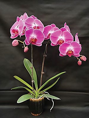 Фаленопсис гибридный Taiwan Princess (1 шт) - 1