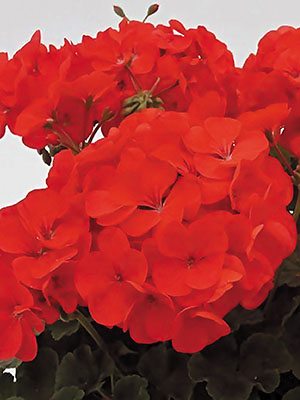Пеларгония зональная Red (6 шт) - 1