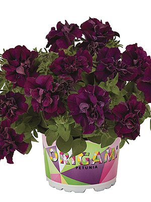Петуния Origami Burgundy (3 шт) - 1