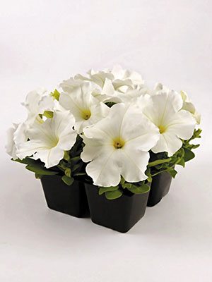 Петуния крупноцветковая Ez Rider White (10 шт)