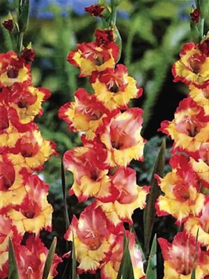Гладиолус садовый Princess Margareth Rose (5 шт) - 1