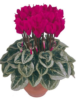 Цикламен Metis Magenta DecoraF1                            (1 шт)