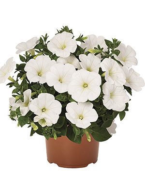 Петуния полуампельная Sweetunia White (3 шт) - 1