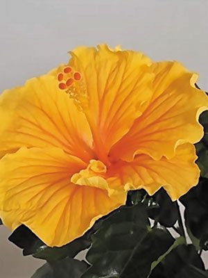Гибискус китайский Fiori Grande Aveiro (1 шт) - 1