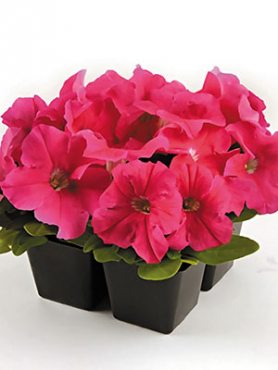 Петуния крупноцветковая Ez Rider Pink (10 шт)