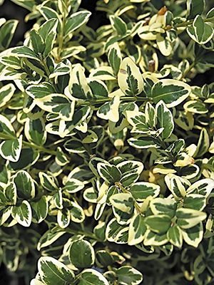 Самшит вечнозеленый Variegata (1 шт) - 1