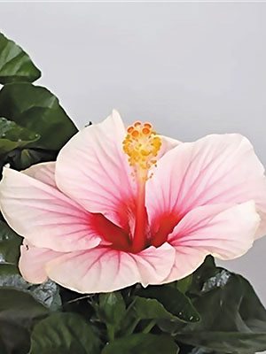 Гибискус китайский Fiori Grande Funchal (1 шт) - 1