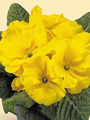 Примула Fruelo Yellow-Lemon F1 (3 шт) - 1