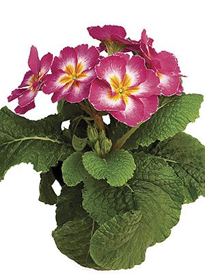 Примула высокая Piano Rose Bicolor F1 (3 шт)
