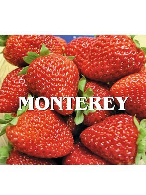 Земляника крупноплодная (клубника) Monterey (5 шт) - 1
