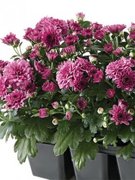 Хризантема мелкоцветковая низкорослая Baby Mum Pink (3 шт)