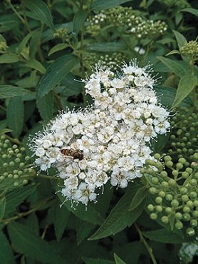 Спирея японская Albiflora (1шт)