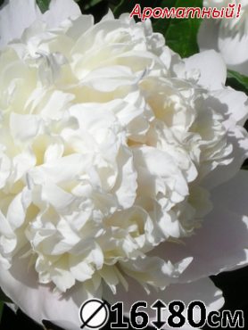 Пион молочноцветковый Florence Nicholls (1 шт)