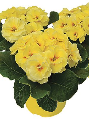 Примула обыкновенная (акаулис) Rubens Lemon ShadesF1 (3 шт)