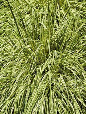 Молиния голубая Variegata (1 шт)