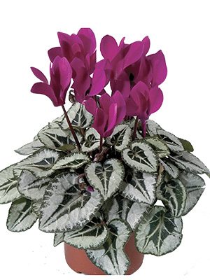 Цикламен Silverado Purple F1 (1 шт) - 1