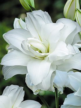 Лилия (Восточные гибриды) Lotus Pure 12/14 (1 шт)