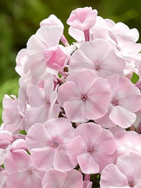 Флокс метельчатый Helena (1 шт)