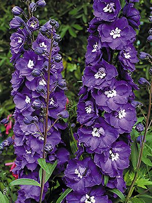 Дельфиниум высокий Новозеландские гибриды Purple Passion (3 шт) - 1