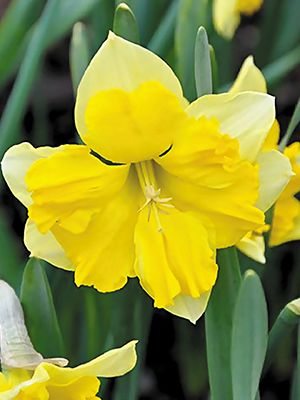 Нарциссы Разрезнокорончатые Chanterelle 10/12 (3 шт) - 1