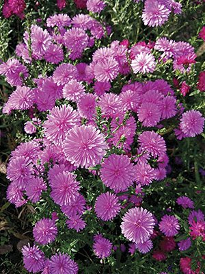 Астра новобельгийская Almira Dauble Pink (1 шт) - 1