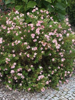 Лапчатка кустарниковая Pink Whisper (1 шт) - 1