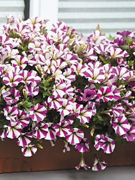 Петуния гибридная Peepy Purple (Р12) (1 шт)