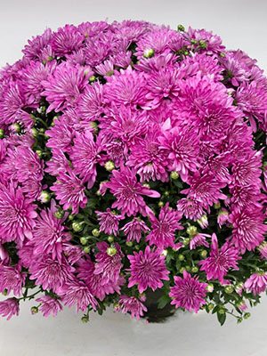 Хризантема дрібноквіткова низькоросла Branangel Pink (3 шт) - 1