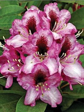 Рододендрон гибридный Kokardia (1 шт)