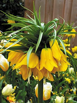 Рябчик императорский Lutea 18/20 (1 шт) - 1