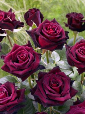 Роза чайно-гибридная Black Baccara (1 шт)